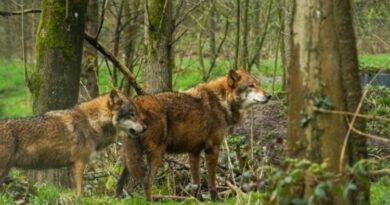 29.06. Tangerhütte: Zwischen Wolf, Wald und Weidwerk
