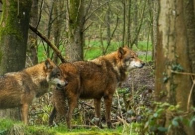 29.06. Tangerhütte: Zwischen Wolf, Wald und Weidwerk