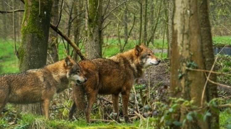 29.06. Tangerhütte: Zwischen Wolf, Wald und Weidwerk